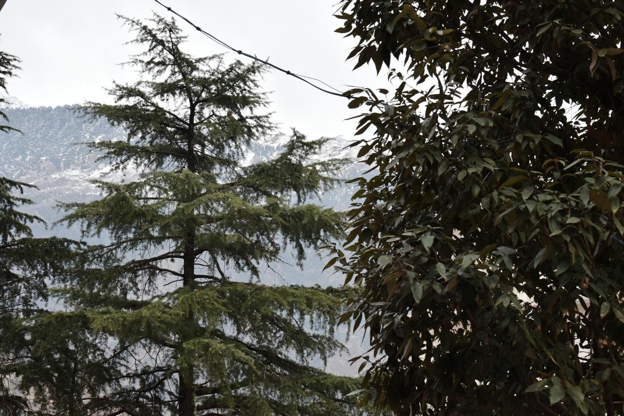 מקלוד גאנג' Hotel Akash - Luxury Hotel In Mcleodganj מראה חיצוני תמונה